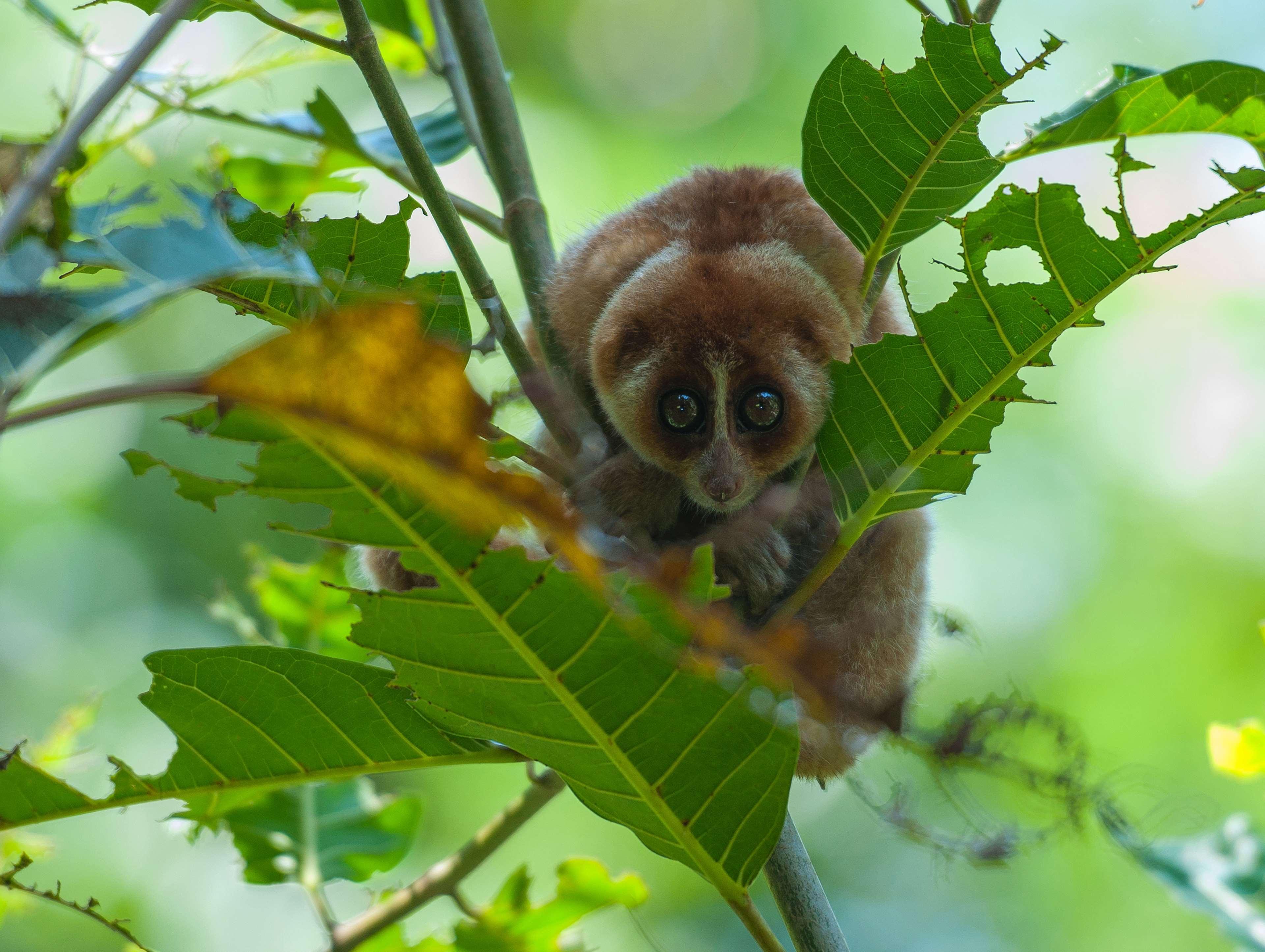 Shangri-La Rasa Ria, Кота Кинабалу Екстериор снимка A female slender-bodied lemur